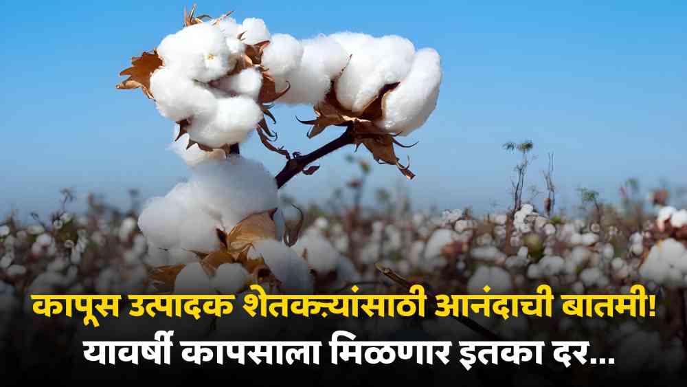 Cotton market price